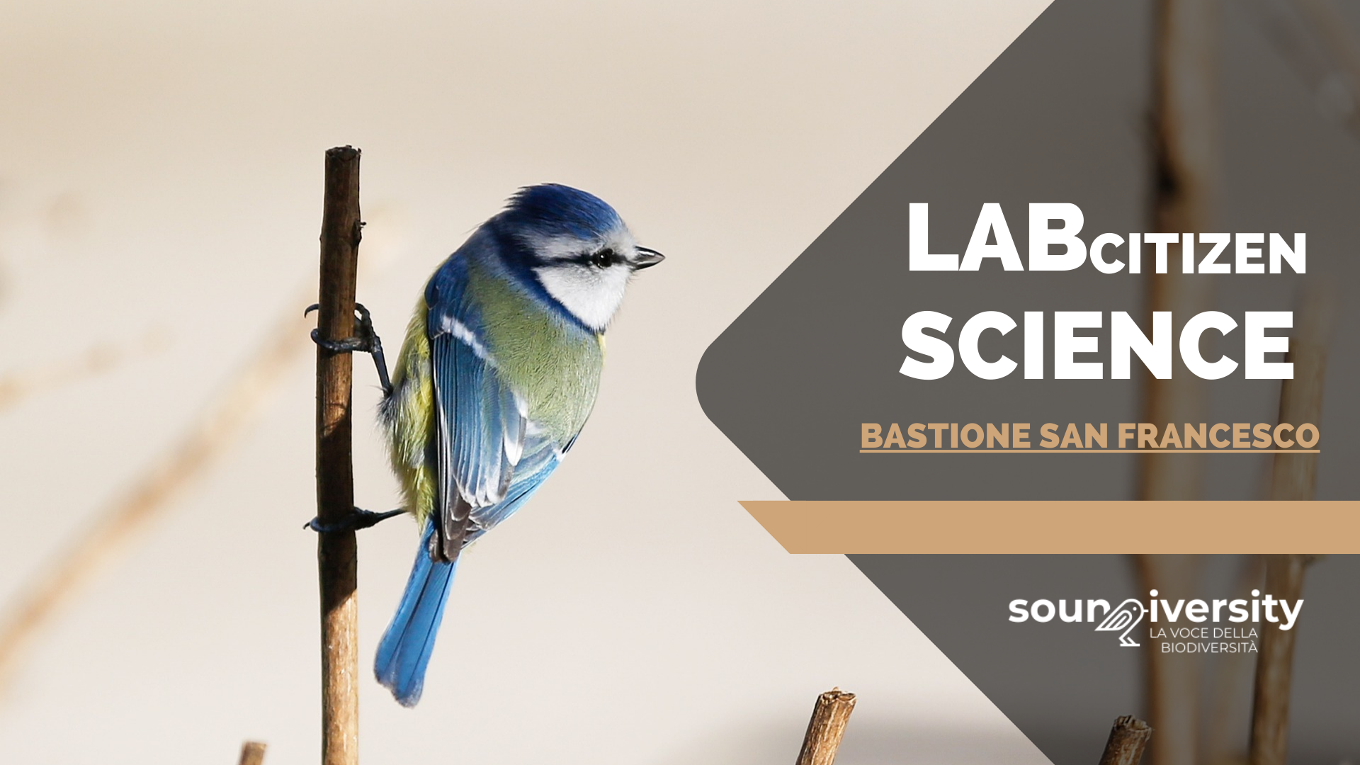 Laboratorio di citizen science al Bastione San Francesco (VR)